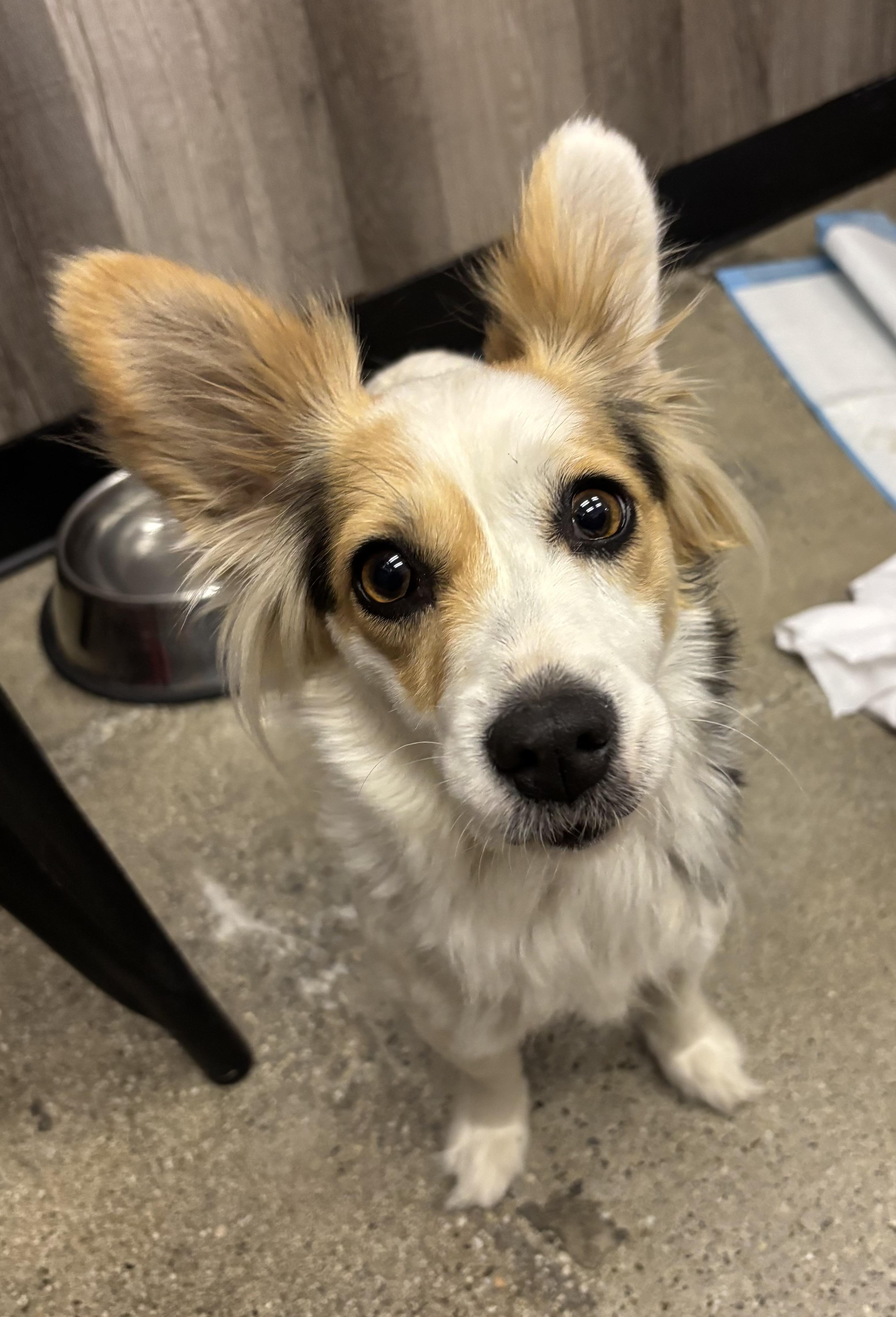 Enlarge Sugar Rae, a ADOPTABLE Papillon in Thousand Oaks, CA image 2/3