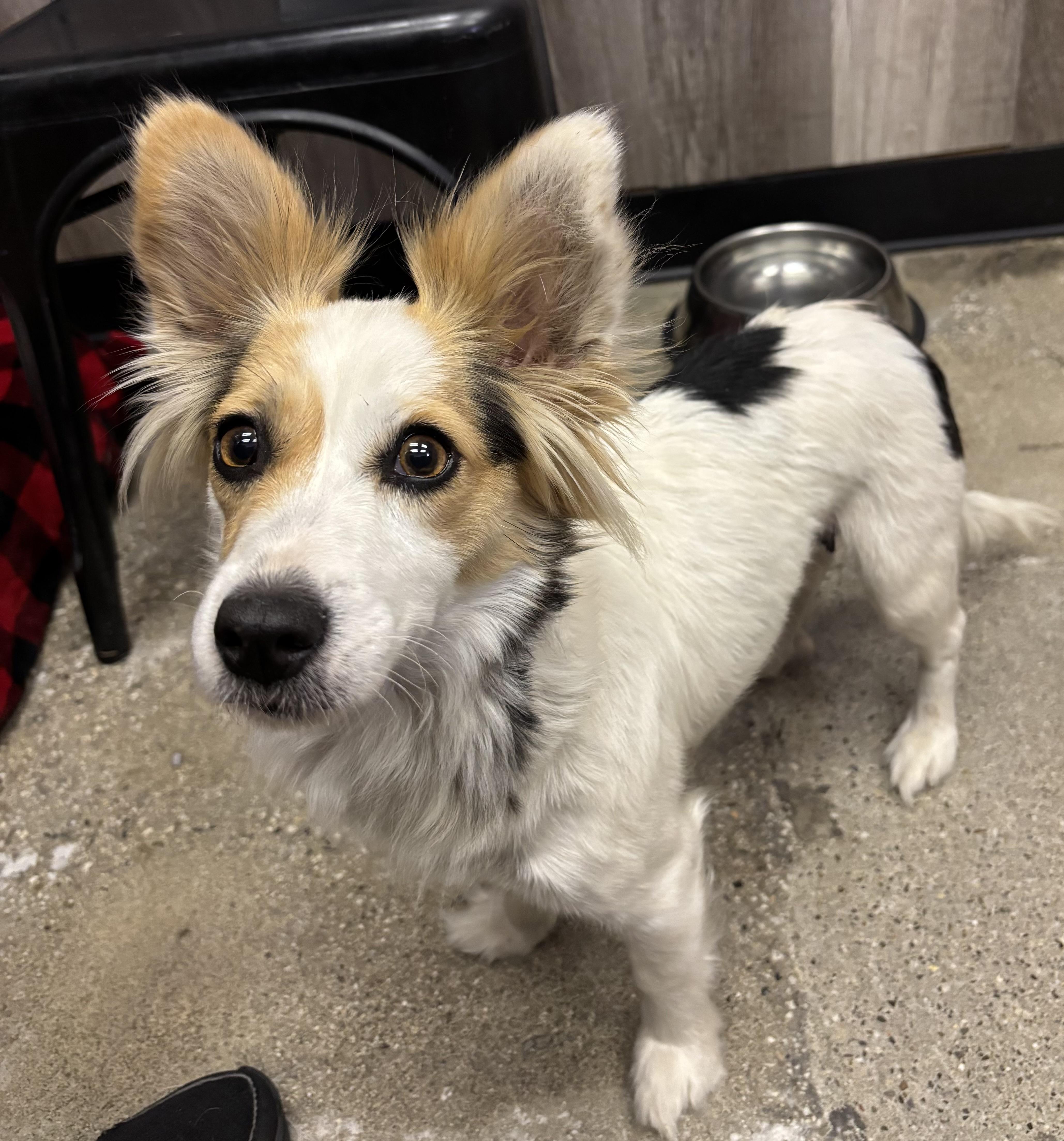 Enlarge Sugar Rae, a ADOPTABLE Papillon in Thousand Oaks, CA image 3/3