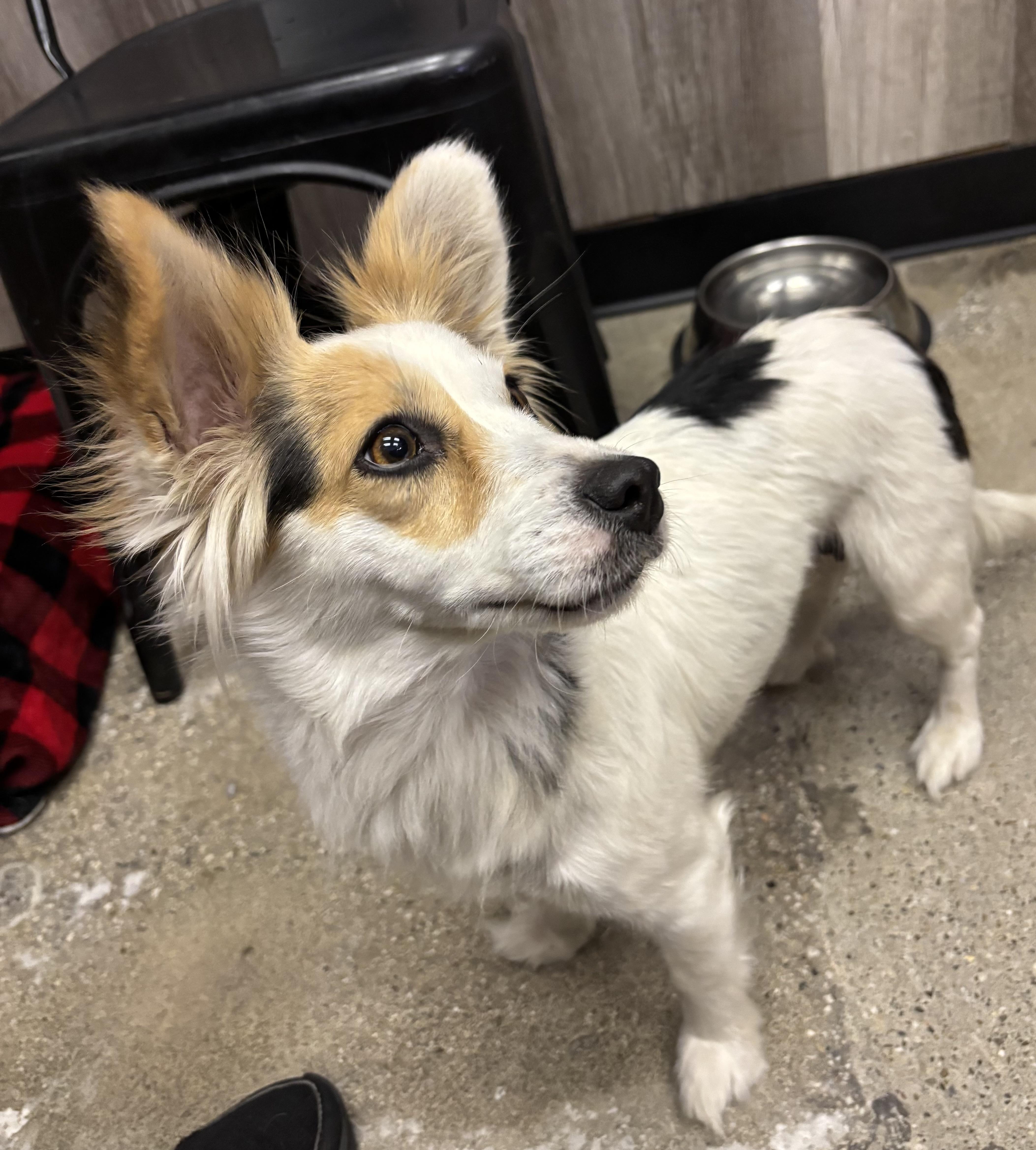 Sugar Rae, ADOPTABLE, Adult Female Papillon.