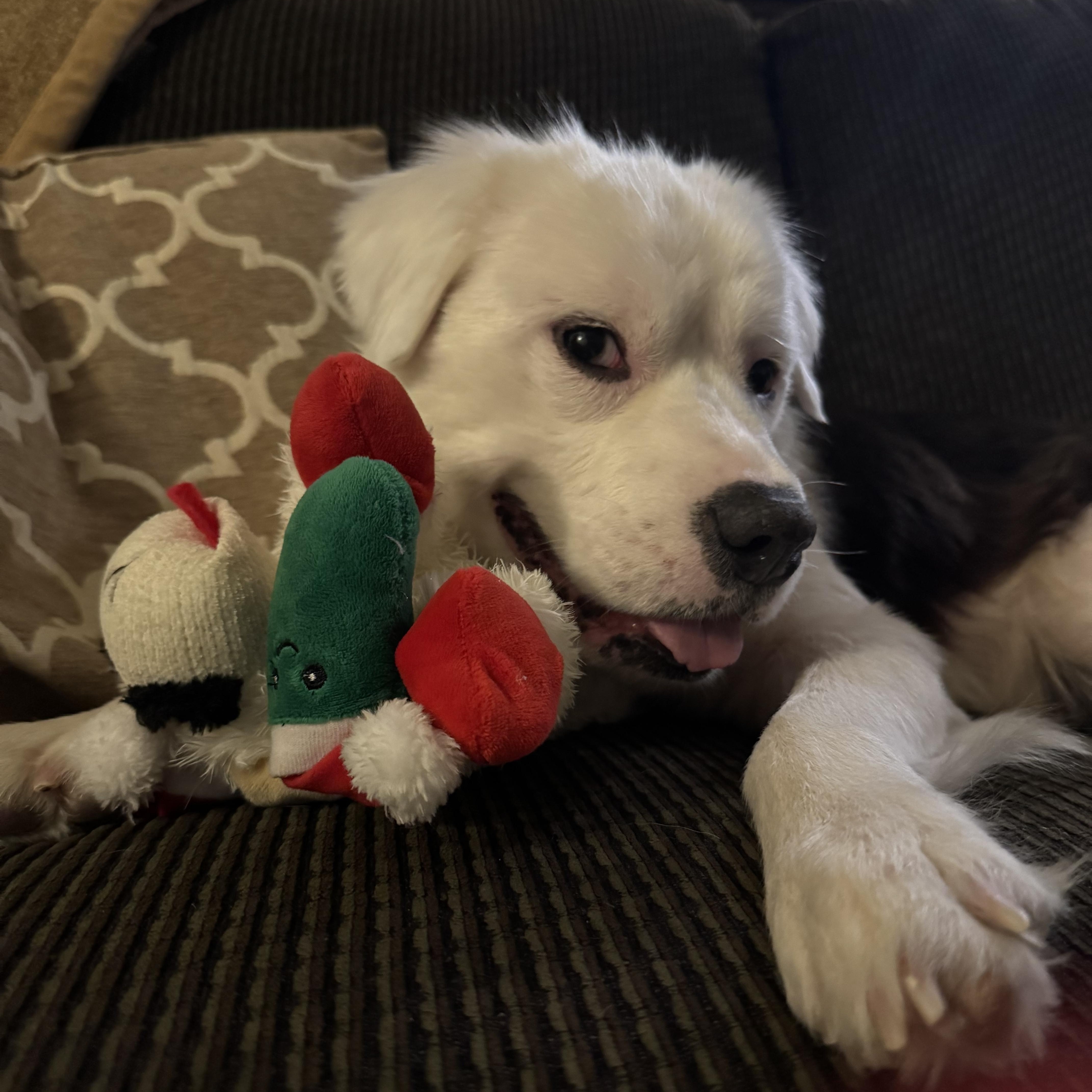 Theodore - Charming, Sweet, Smart!