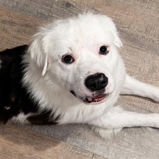 Theodore - Charming, Sweet, Smart! — thumbnail 5