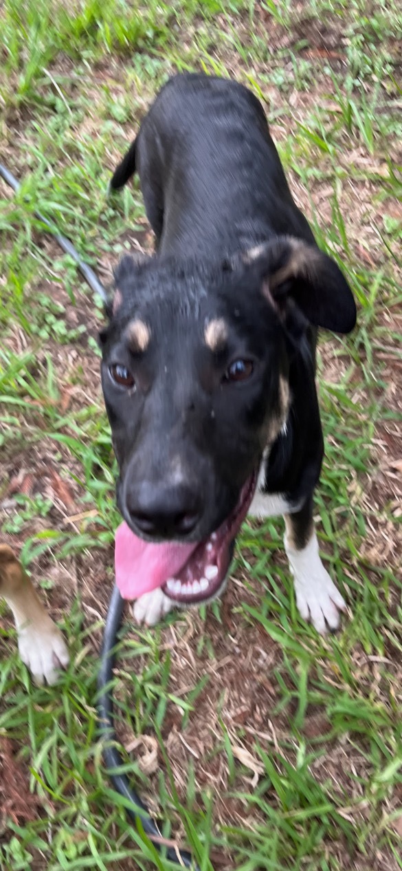 Princess, Adoptable, Puppy Female Mixed Breed.