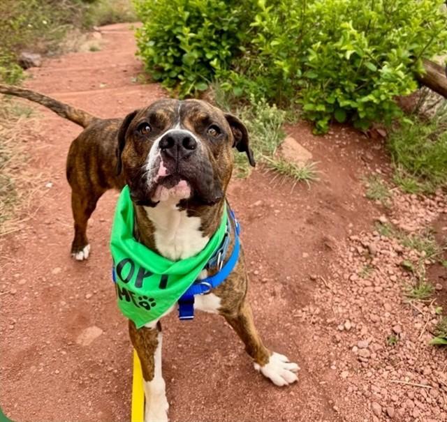 Enlarge BASALT, a Adoptable Pit Bull Terrier in Denver, CO image 1/1