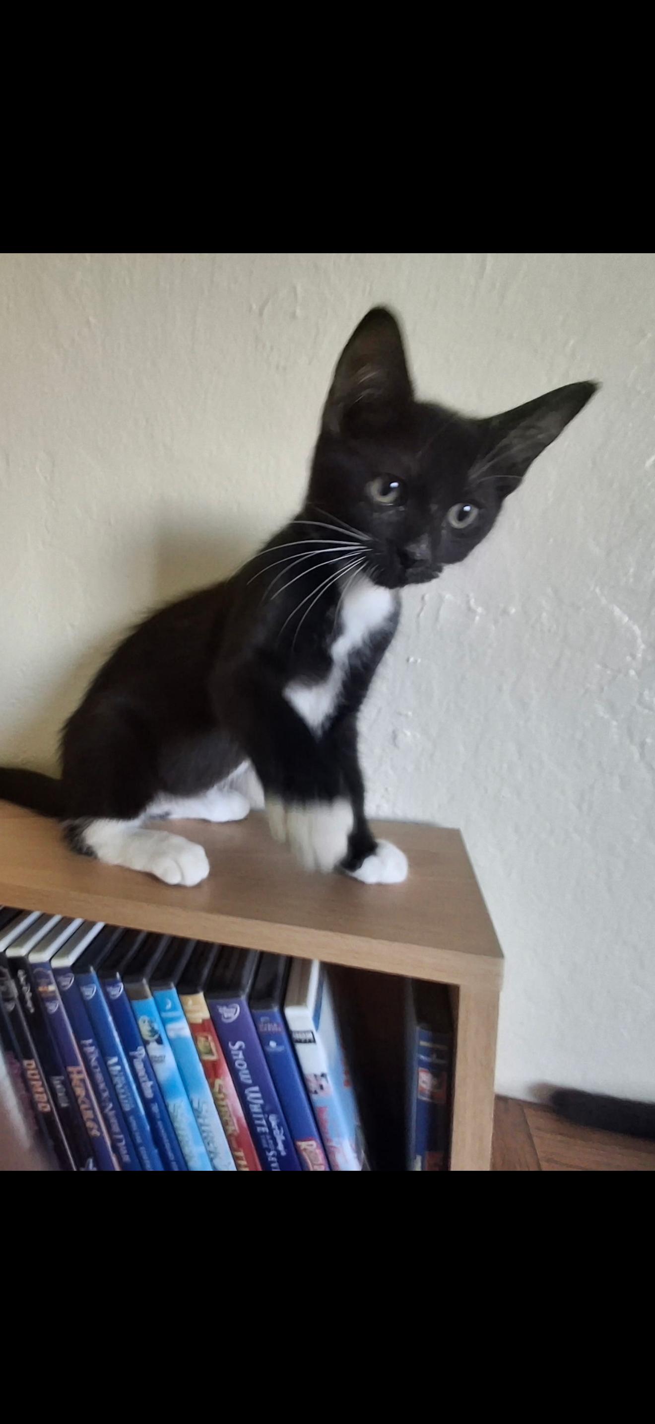 Enlarge Jimmy, a Adoptable Domestic Short Hair in Visalia, CA image 1/1
