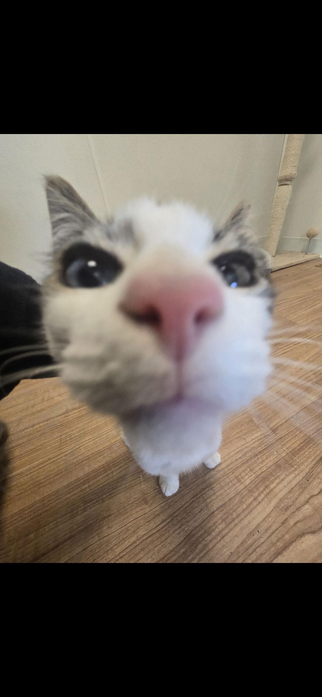 Jinxy (two-different color eyes RARE), Adopted, Kitten Male Domestic Short Hair.