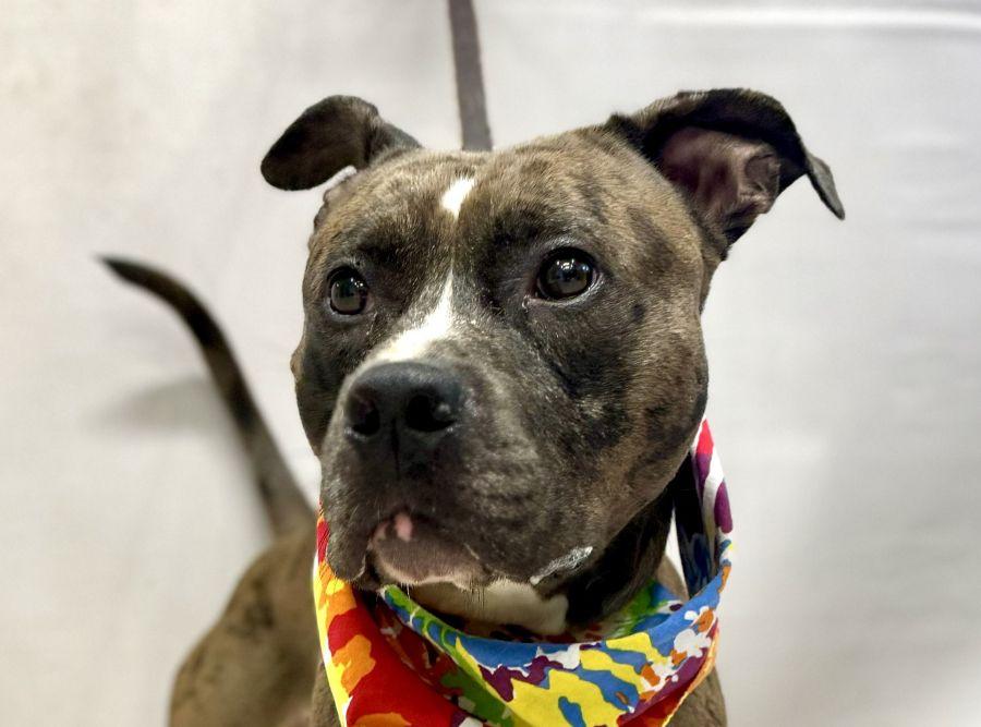 Enlarge Nika, a Adoptable mixed breed in Sanford, FL image 3/3