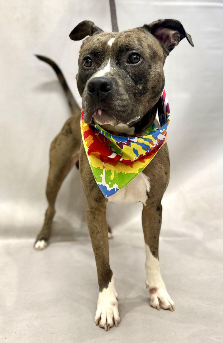 Enlarge Nika, a Adoptable mixed breed in Sanford, FL image 2/3