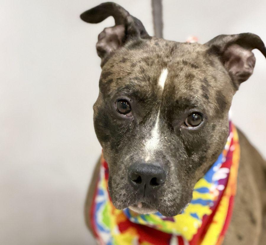 Nika, Adoptable, Young Male Terrier.