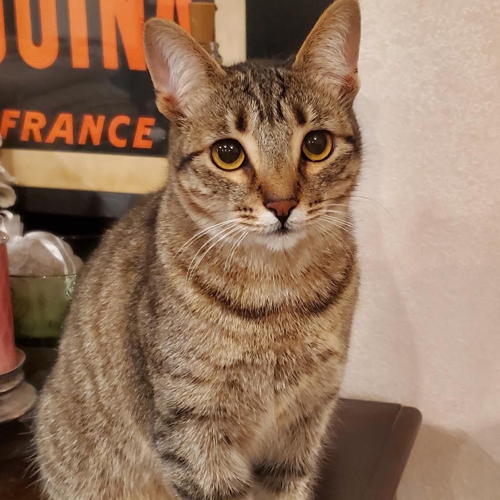 Enlarge Sapphire, a Adoptable Domestic Short Hair in Morgan Hill, CA image 1/6