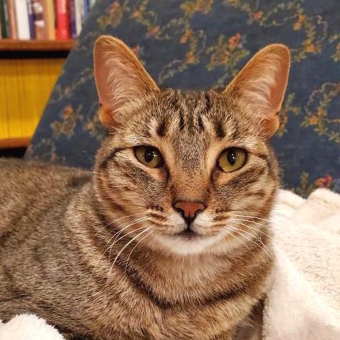 Enlarge Sapphire, a Adoptable Domestic Short Hair in Morgan Hill, CA image 2/6