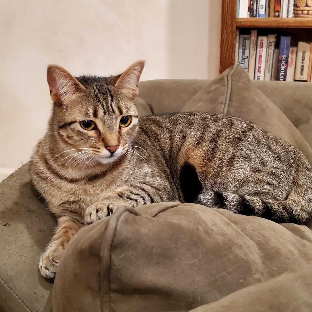 Enlarge Sapphire, a Adoptable Domestic Short Hair in Morgan Hill, CA image 3/6