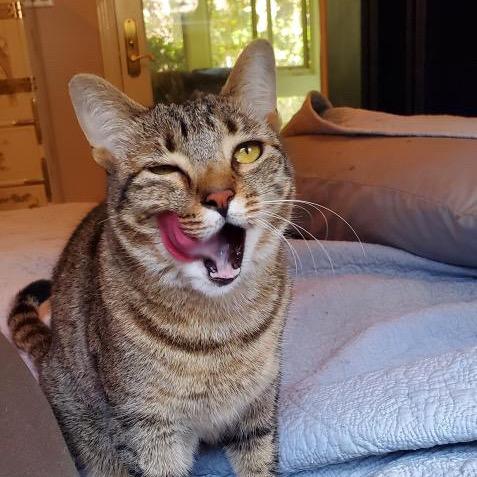 Enlarge Sapphire, a Adoptable Domestic Short Hair in Morgan Hill, CA image 4/6