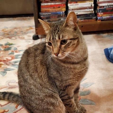 Enlarge Sapphire, a Adoptable Domestic Short Hair in Morgan Hill, CA image 5/6