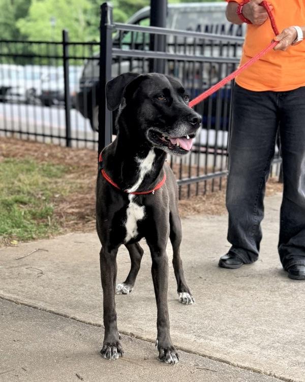 Enlarge Ino, a Adoptable mixed breed in Canton, GA image 1/1