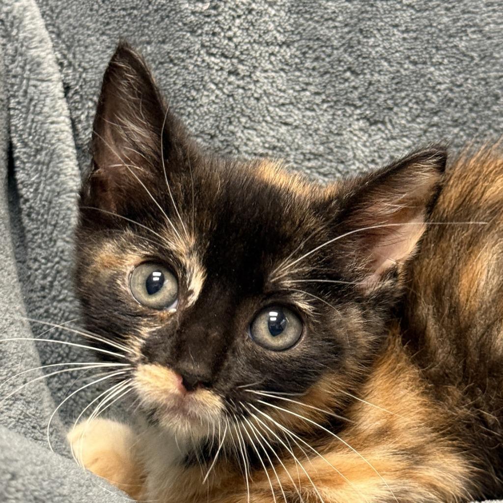 Enlarge Raven, a Adoptable mixed breed in Brenham, TX image 1/5