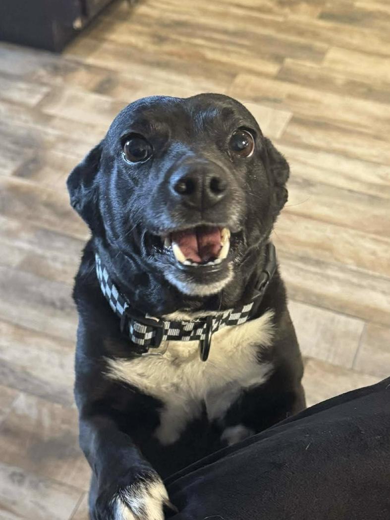 Zoey, ADOPTABLE, Adult Female Terrier & Dachshund.