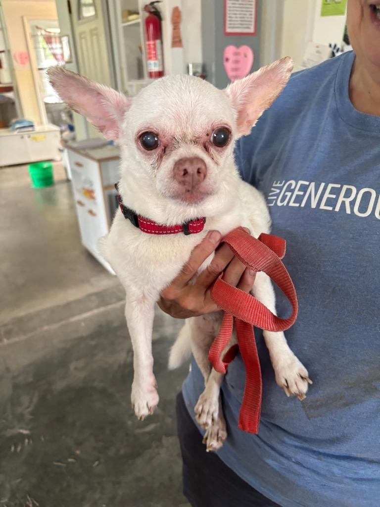 Achmed, Adopted, Senior Male Chihuahua.