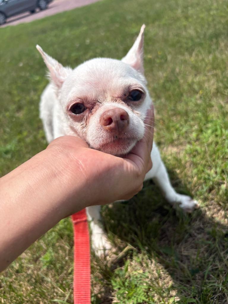 Achmed, a Adopted Chihuahua in Saint James, MN image 3/3