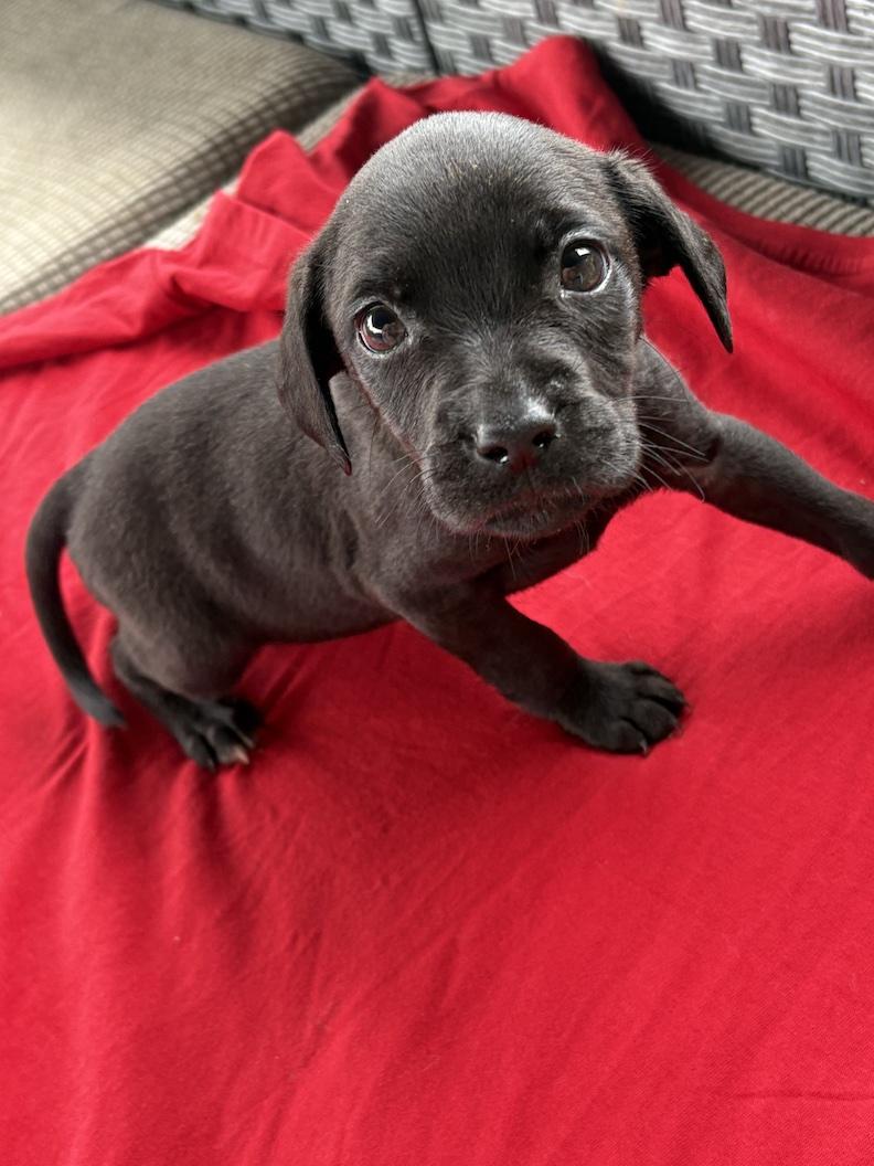 Enlarge Janet, a Adoptable mixed breed in Medina, OH image 2/2