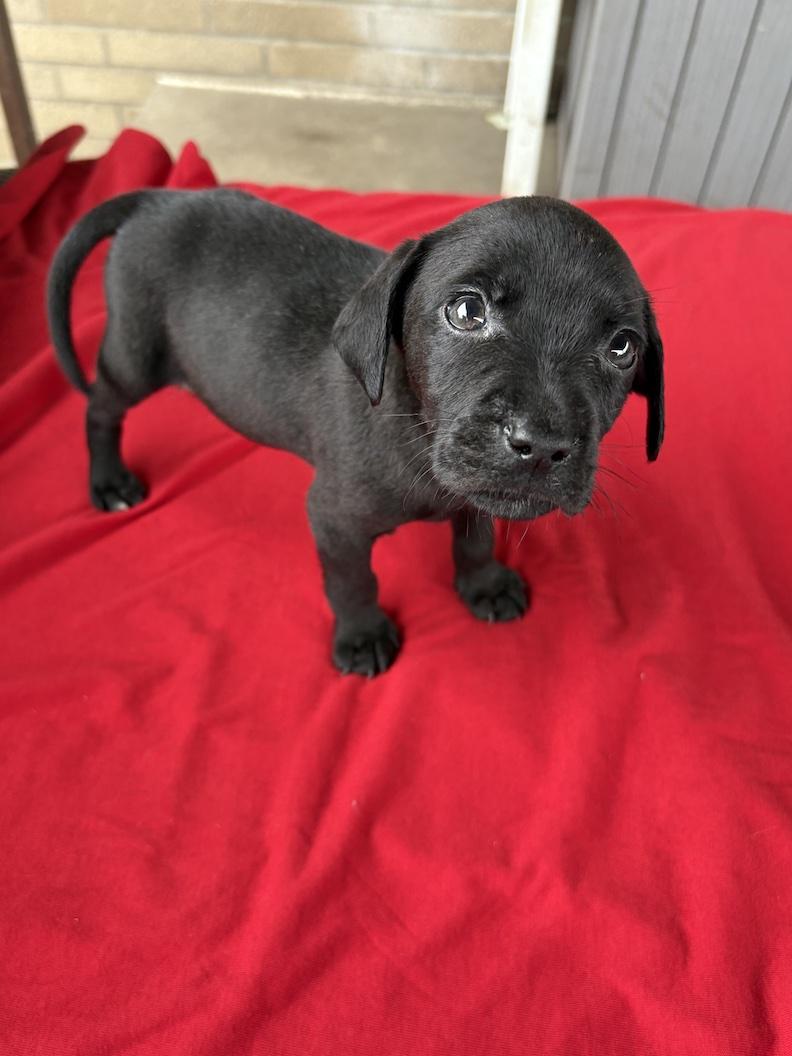 Janet, Adoptable, Puppy Female Black Labrador Retriever.