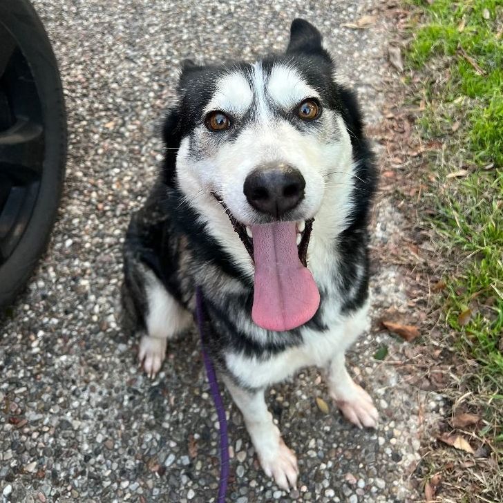Phoebe, an adoptable Siberian Husky in Sumter, SC, 29154 | Photo Image 1