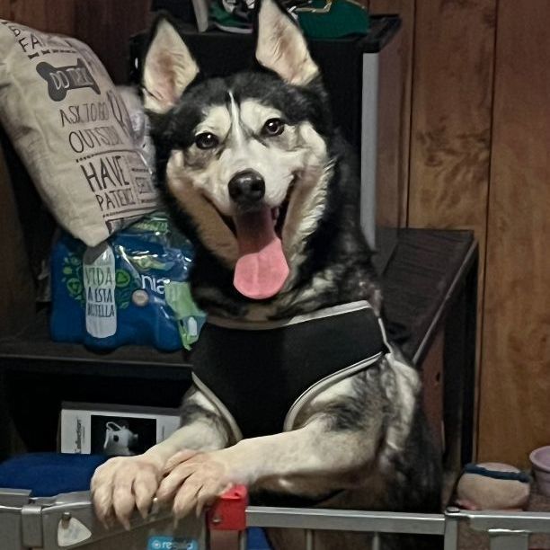Phoebe, an adoptable Siberian Husky in Sumter, SC, 29154 | Photo Image 3