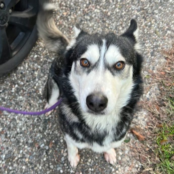 Phoebe, an adoptable Siberian Husky in Sumter, SC, 29154 | Photo Image 2