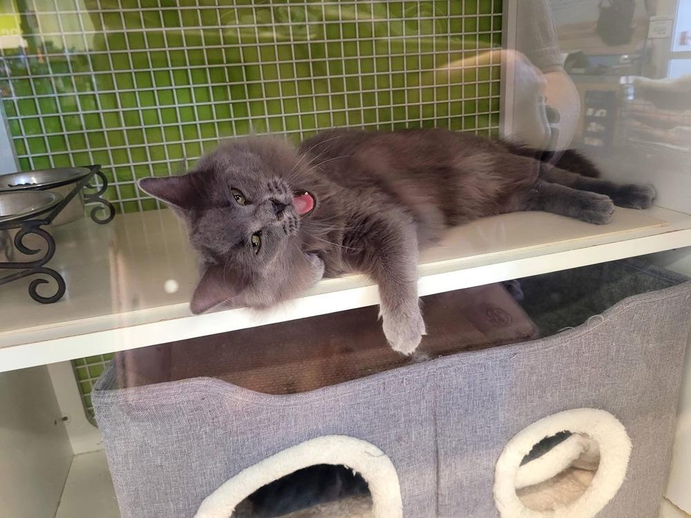 Enlarge Ashford, a Adoptable Domestic Long Hair in Blanchard, OK image 1/2