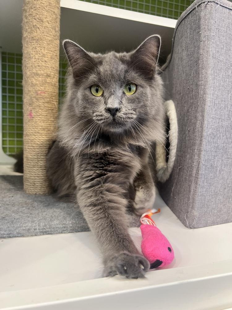 Enlarge Ashford, a Adoptable Domestic Long Hair in Blanchard, OK image 2/2