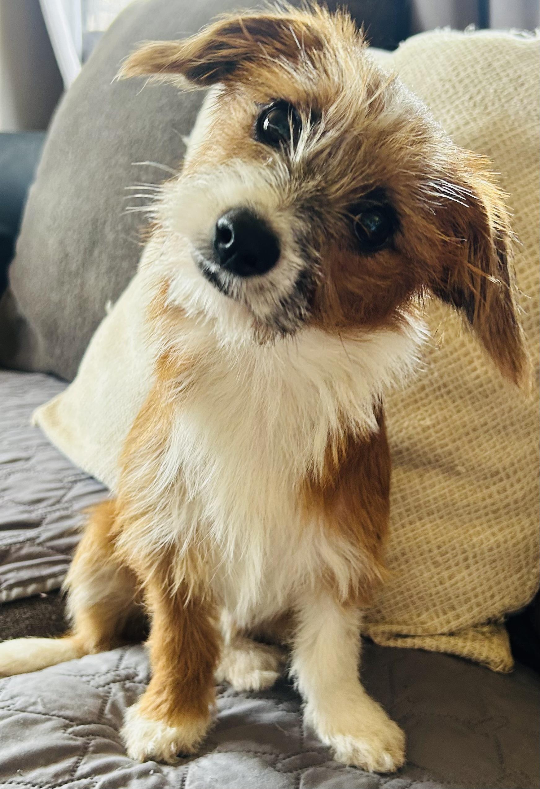 Enlarge Pixie , a ADOPTABLE mixed breed in San Diego, CA image 1/5