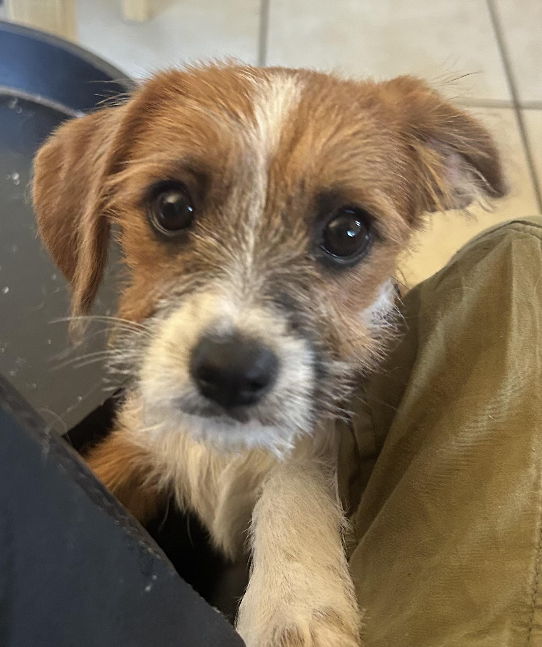 Enlarge Pixie , a ADOPTABLE mixed breed in San Diego, CA image 2/5