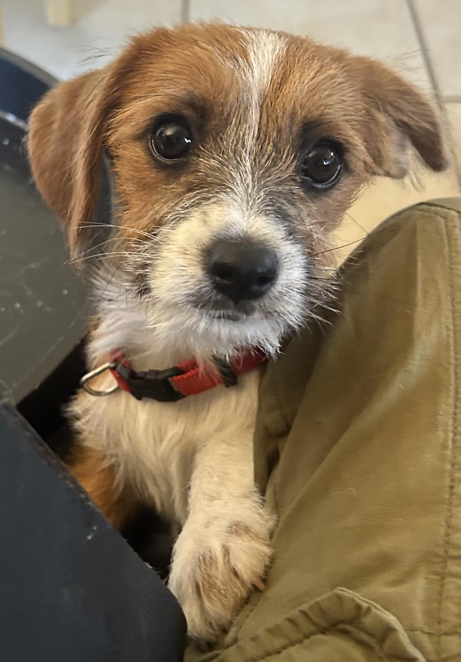 Enlarge Pixie , a ADOPTABLE mixed breed in San Diego, CA image 5/5