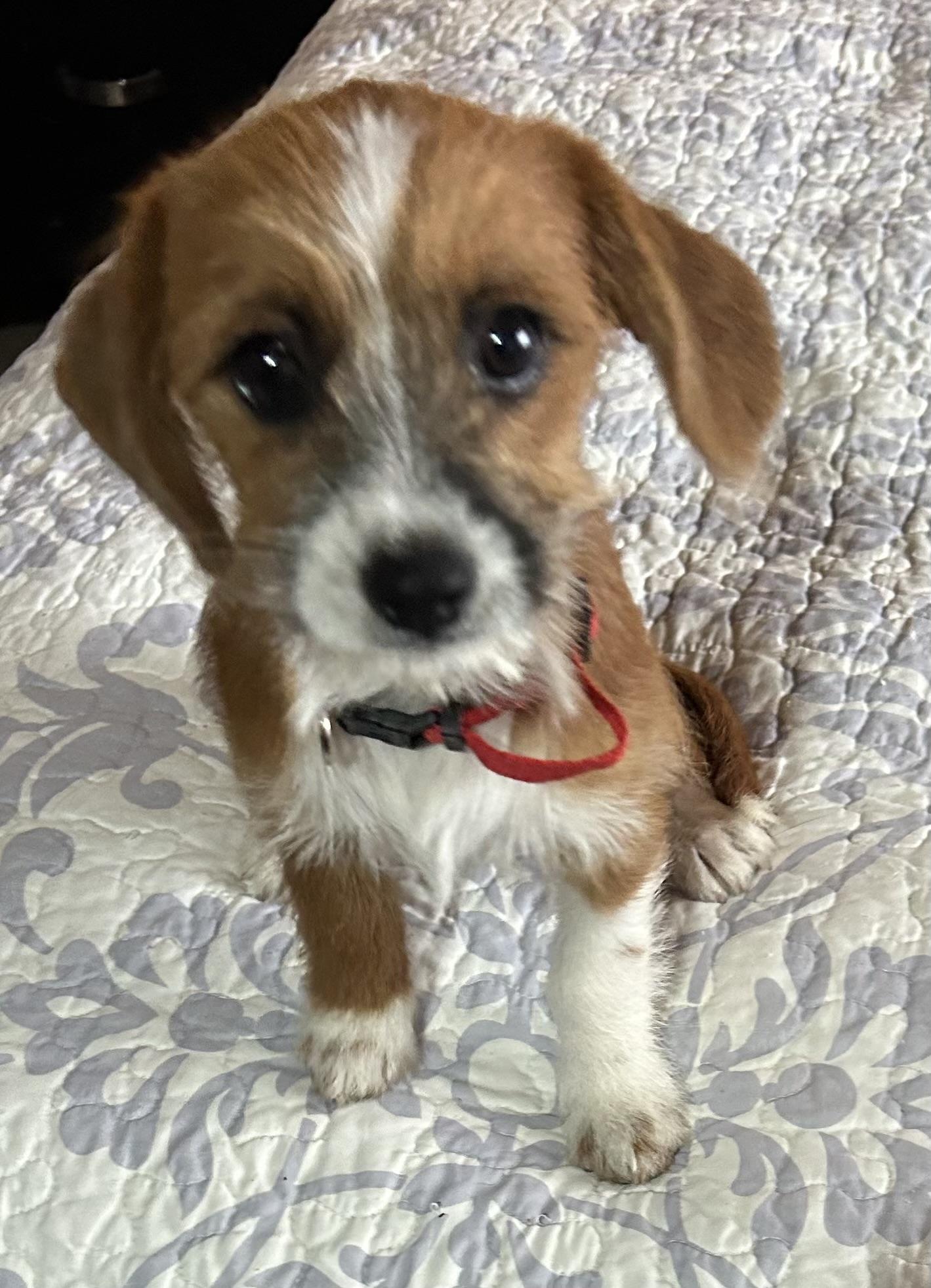 Enlarge Pixie , a ADOPTABLE mixed breed in San Diego, CA image 4/5