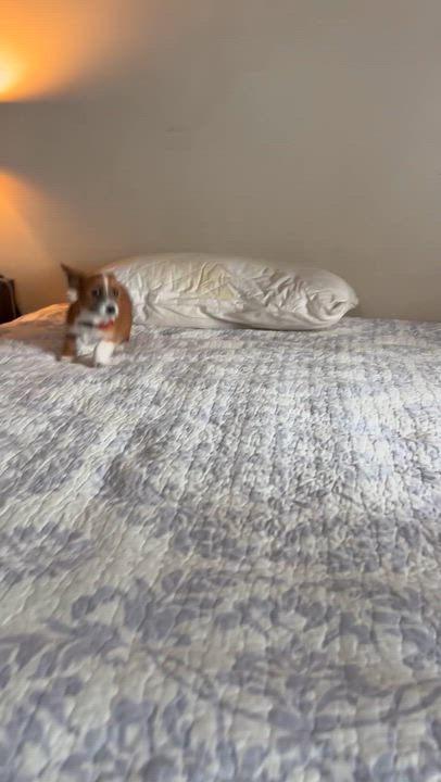 Enlarge Pixie , a ADOPTABLE mixed breed in San Diego, CA video 3/5