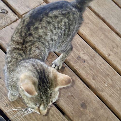 Spike, Adoptable, Adult Female Domestic Short Hair.