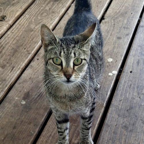 Enlarge Spike, a Adoptable Domestic Short Hair in Seven Valleys, PA image 2/2