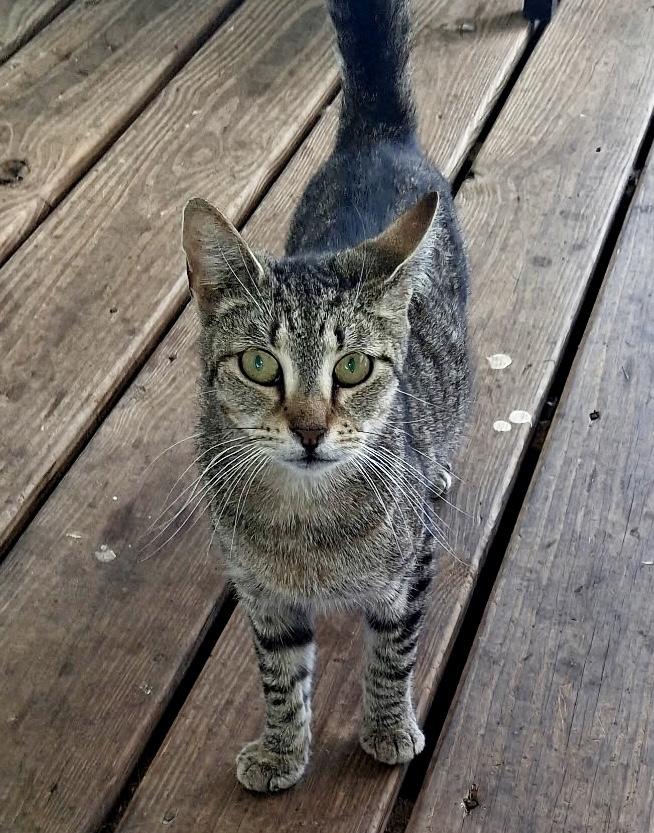 Enlarge Spike, a Adoptable Domestic Short Hair in Seven Valleys, PA image 2/2