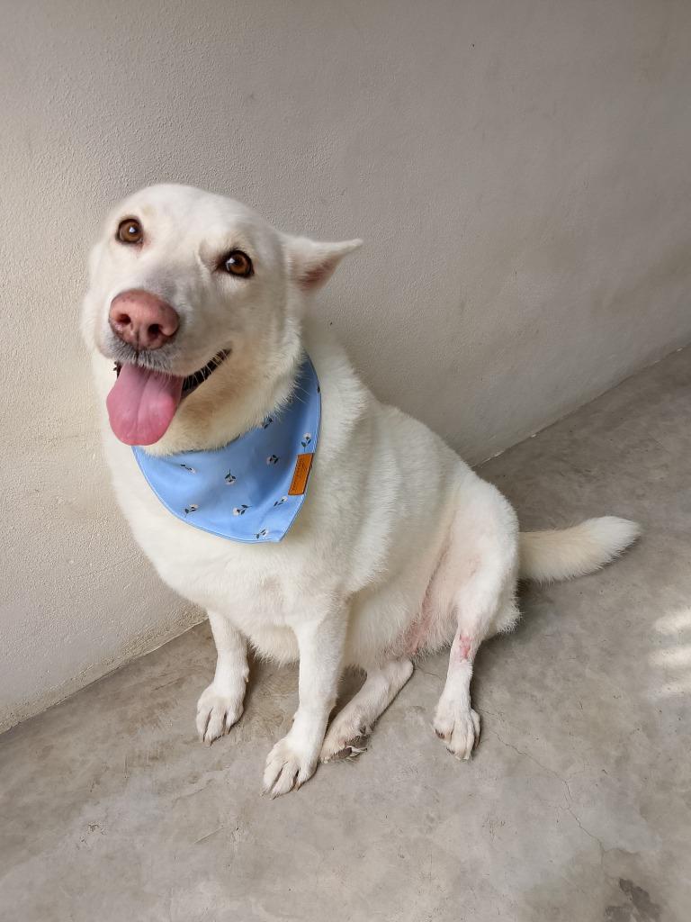 Catrina, Adoptable, Adult Female Mixed Breed.