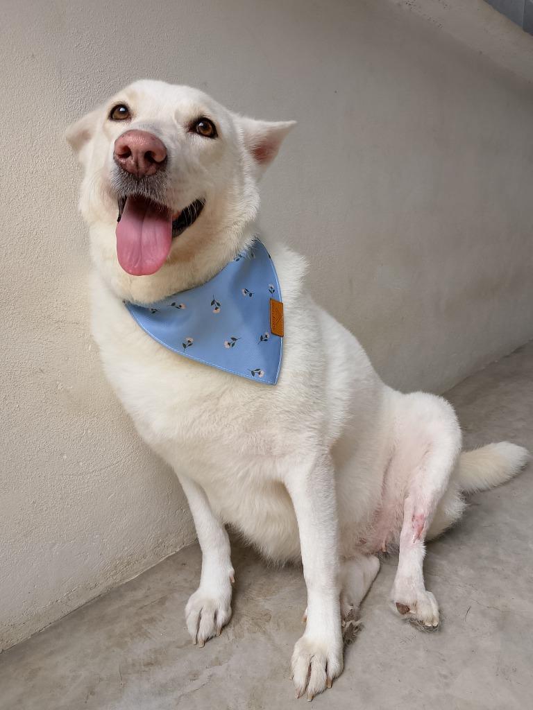 Catrina, a Adoptable mixed breed in Sidney, BC image 2/6