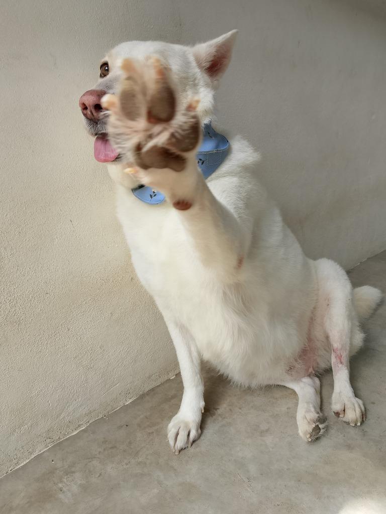 Catrina, a Adoptable mixed breed in Sidney, BC image 3/6