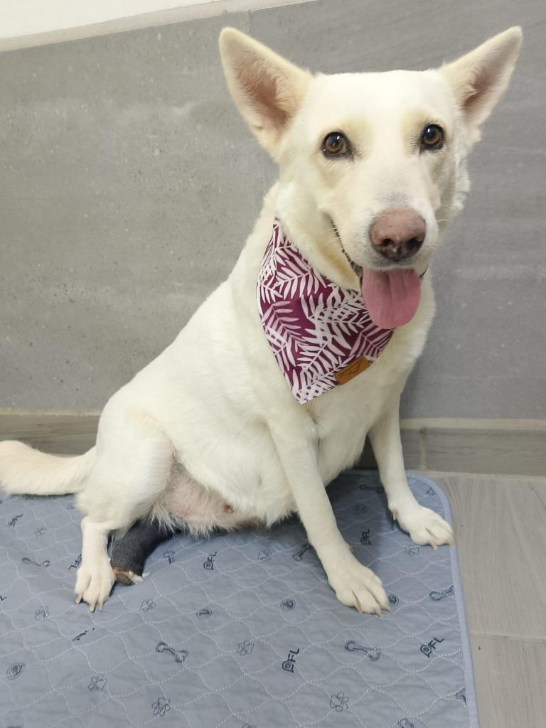 Catrina, a Adoptable mixed breed in Sidney, BC image 4/6