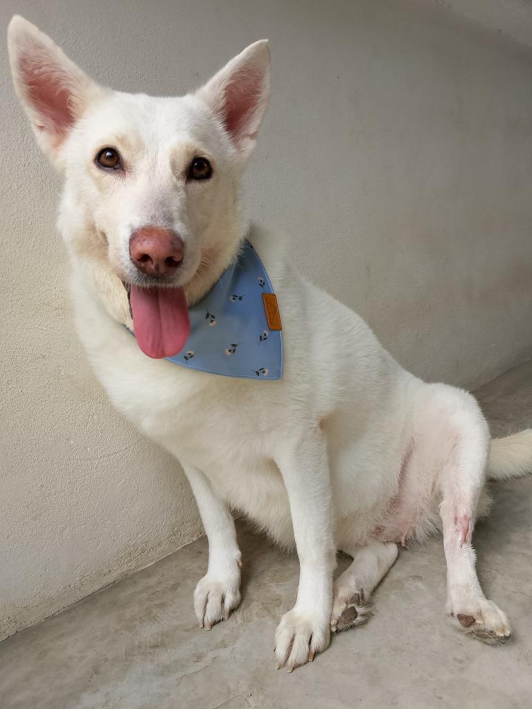 Catrina, a Adoptable mixed breed in Sidney, BC image 5/6