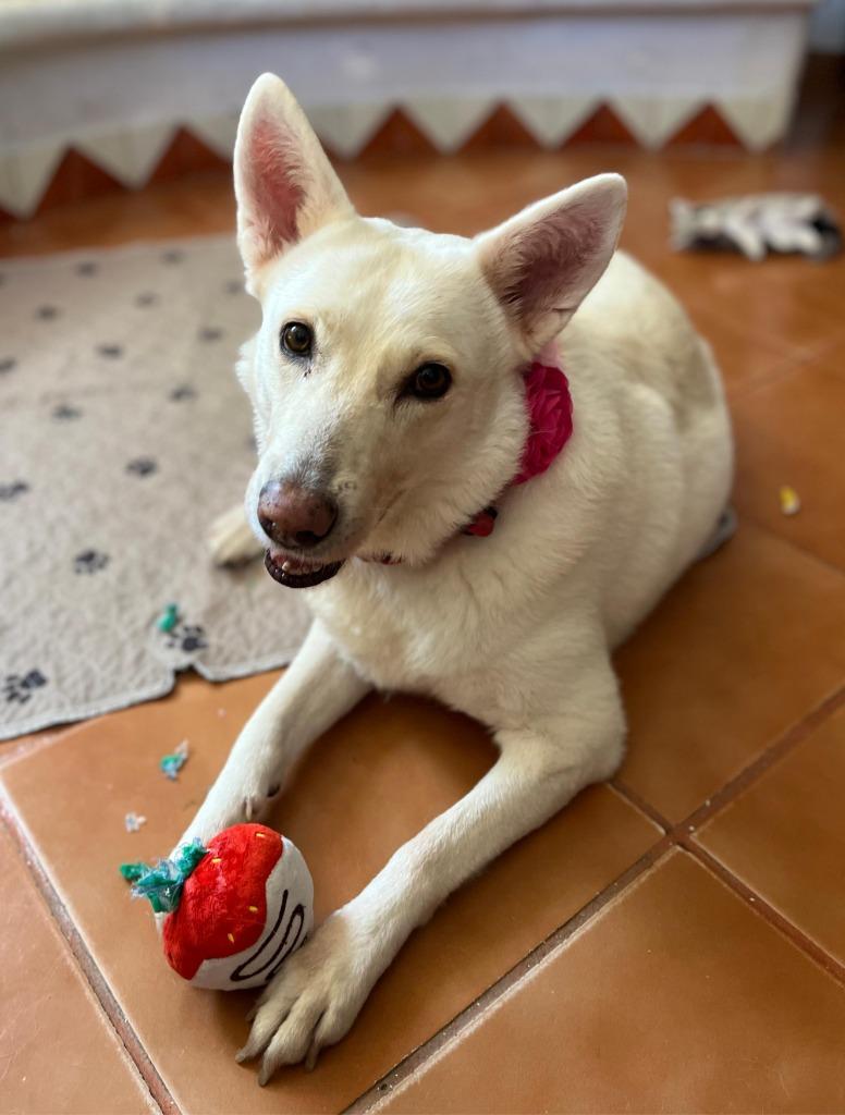 Catrina, a Adoptable mixed breed in Sidney, BC image 6/6