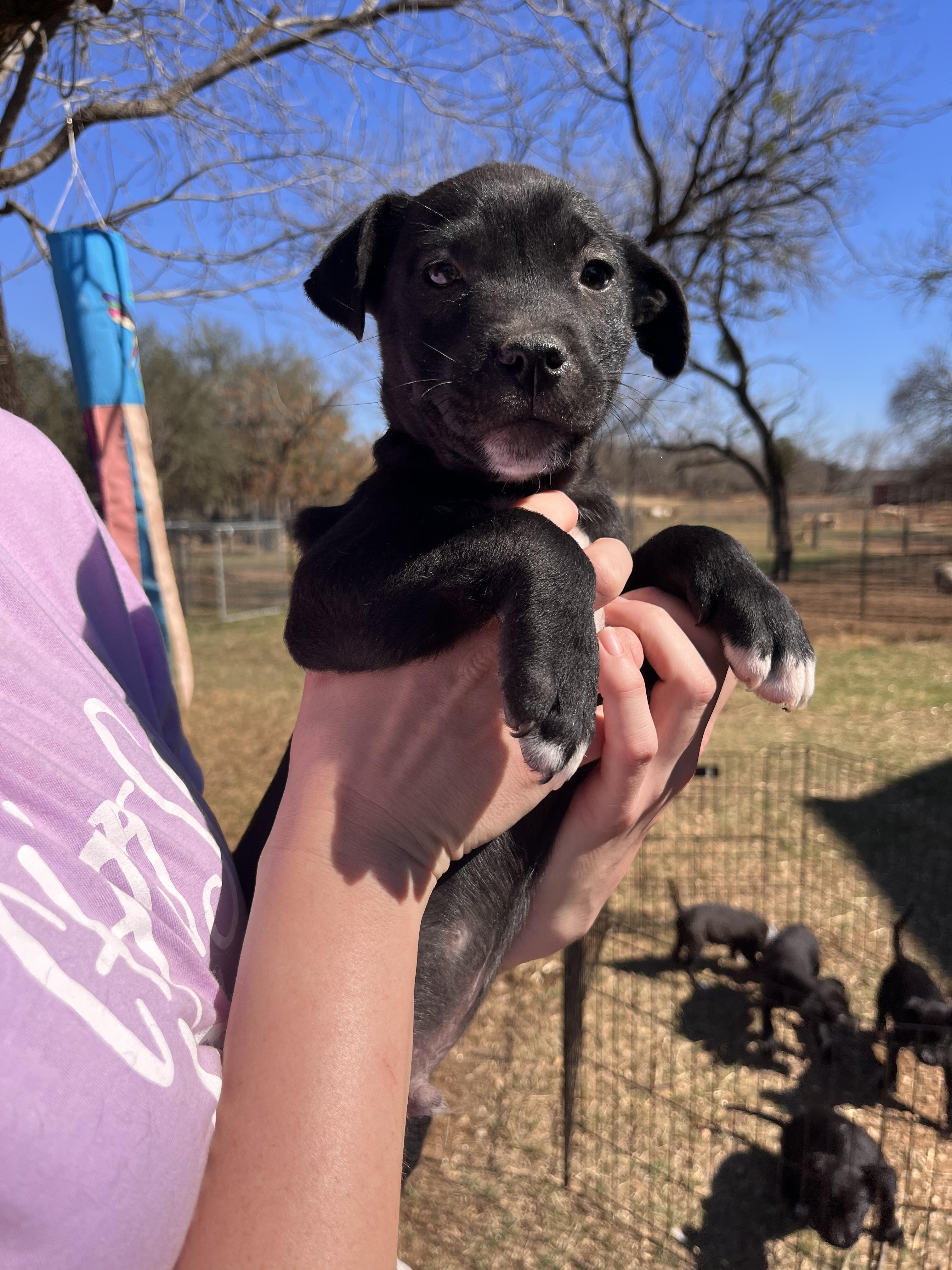 Enlarge Black Lab Puppies, an adopted mixed breed in Seguin, TX image 5/6