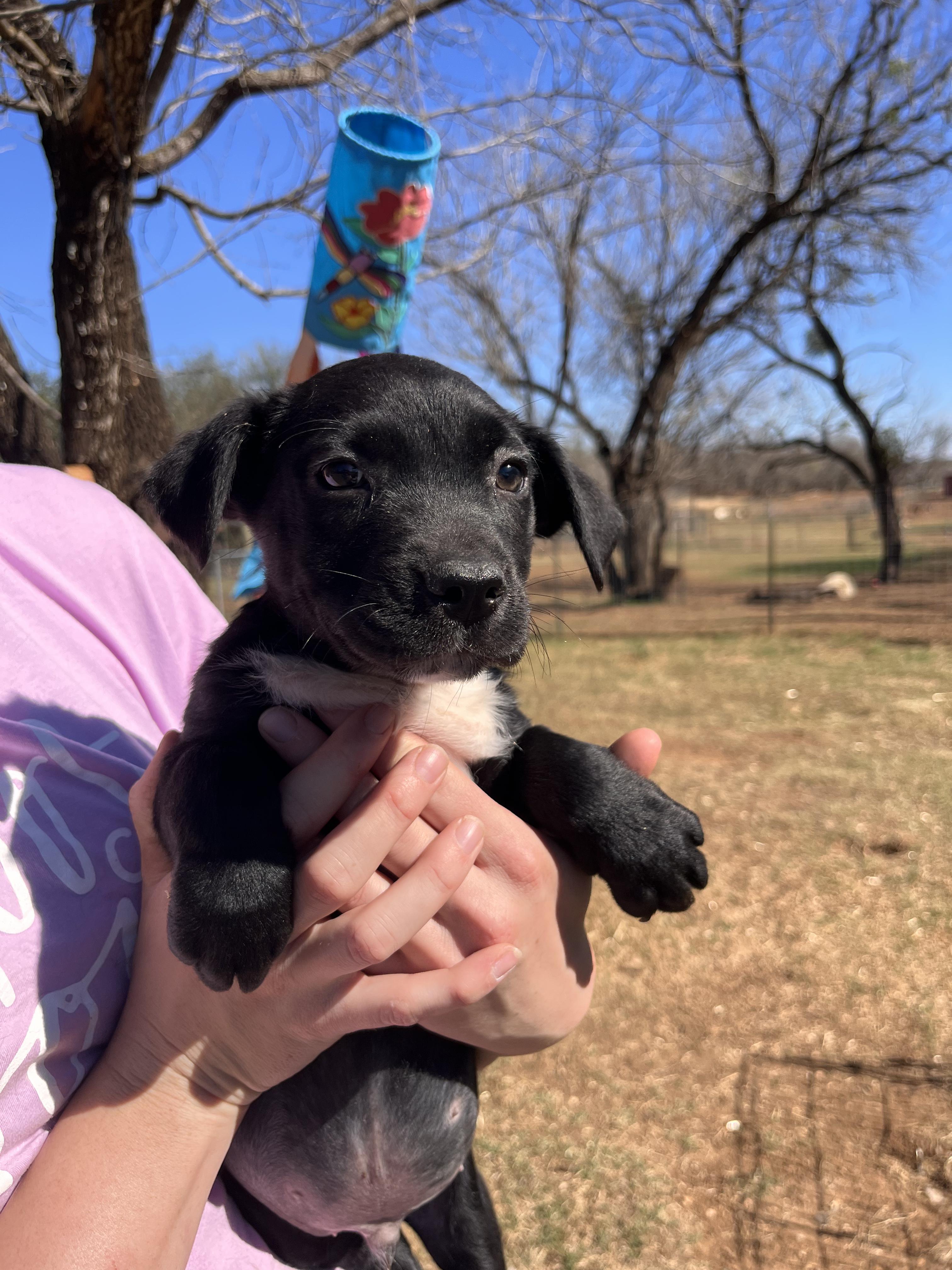 Enlarge Black Lab Puppies, an adopted mixed breed in Seguin, TX image 4/6