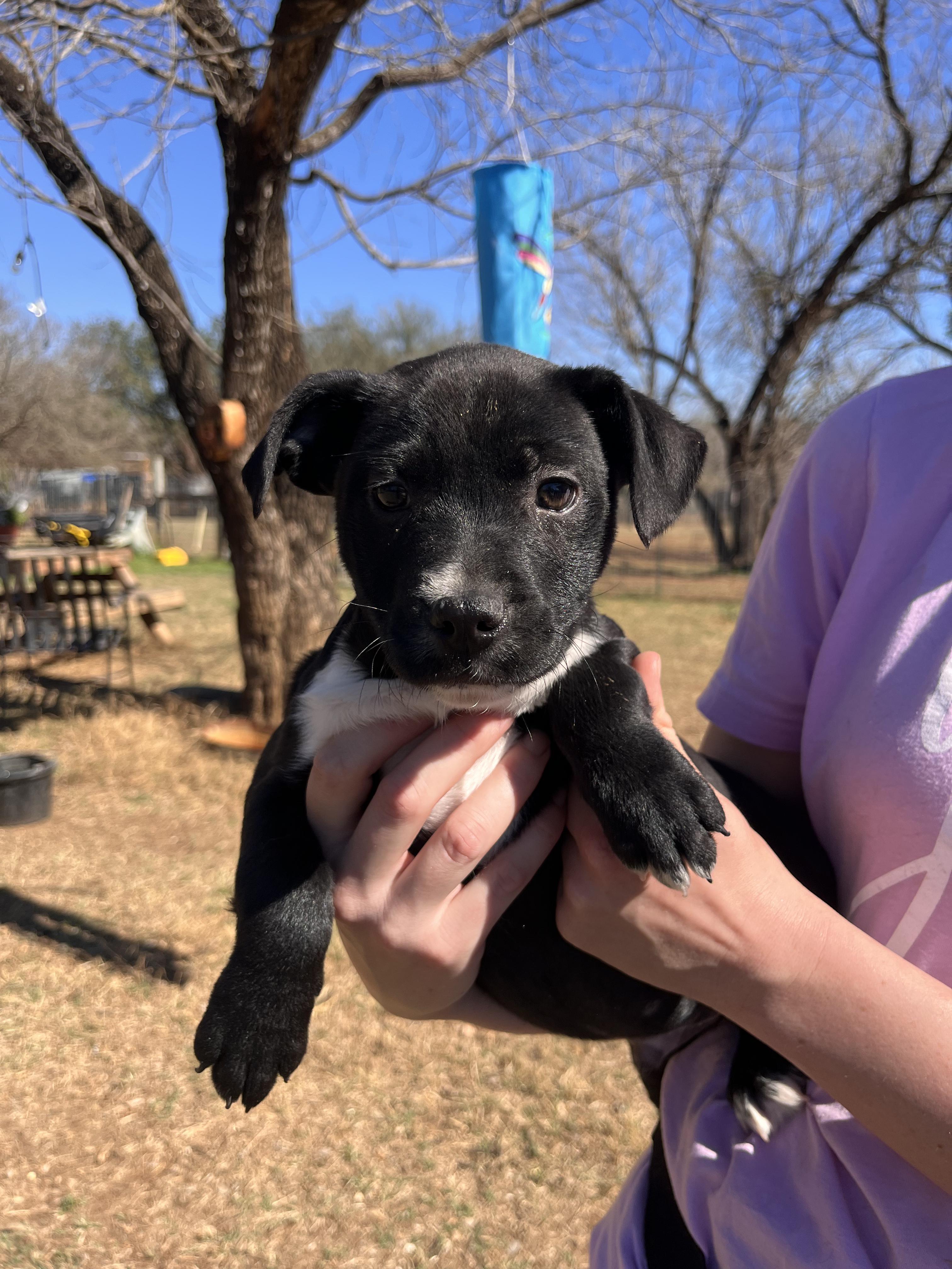 Enlarge Black Lab Puppies, an adopted mixed breed in Seguin, TX image 2/6