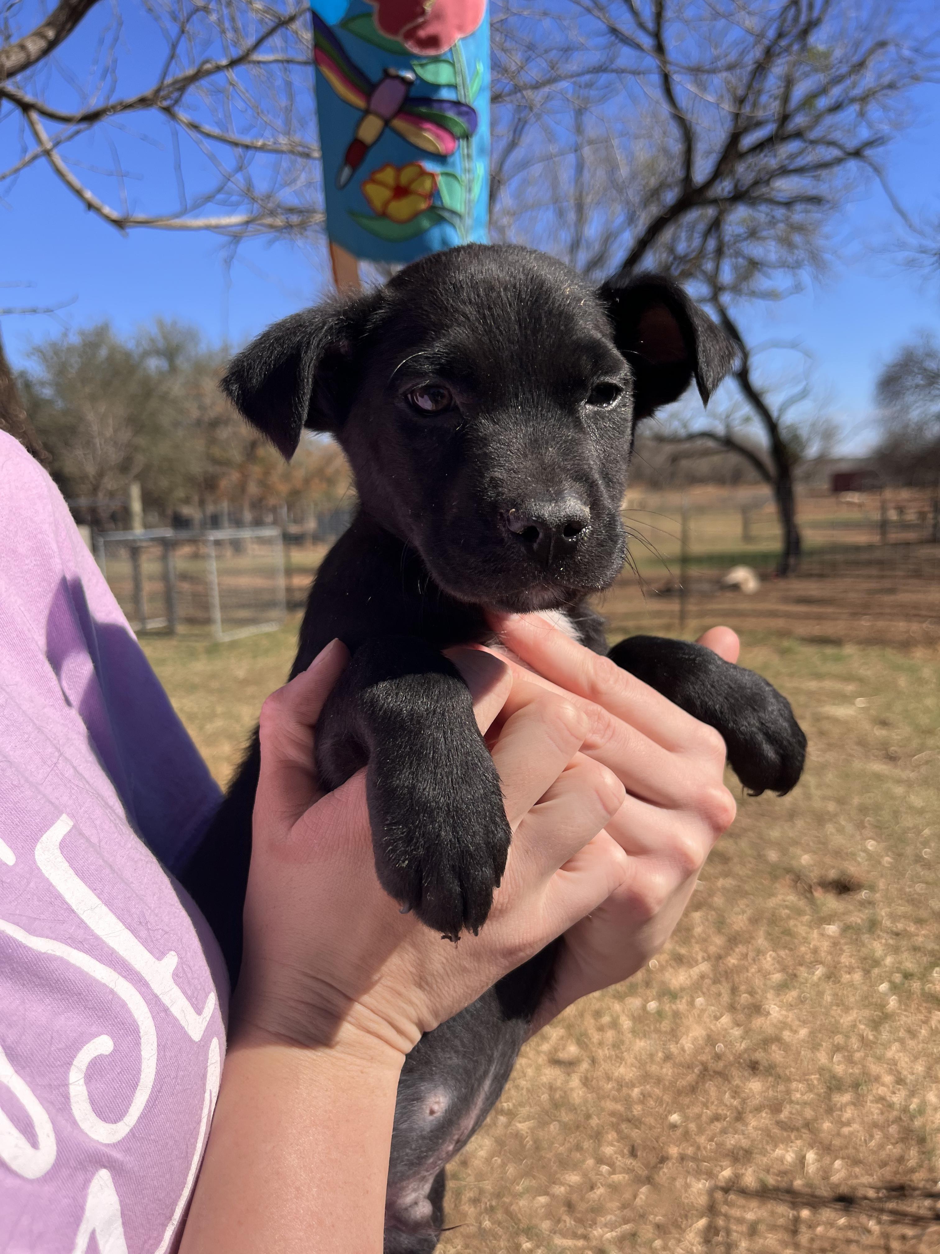 Enlarge Black Lab Puppies, an adopted mixed breed in Seguin, TX image 3/6