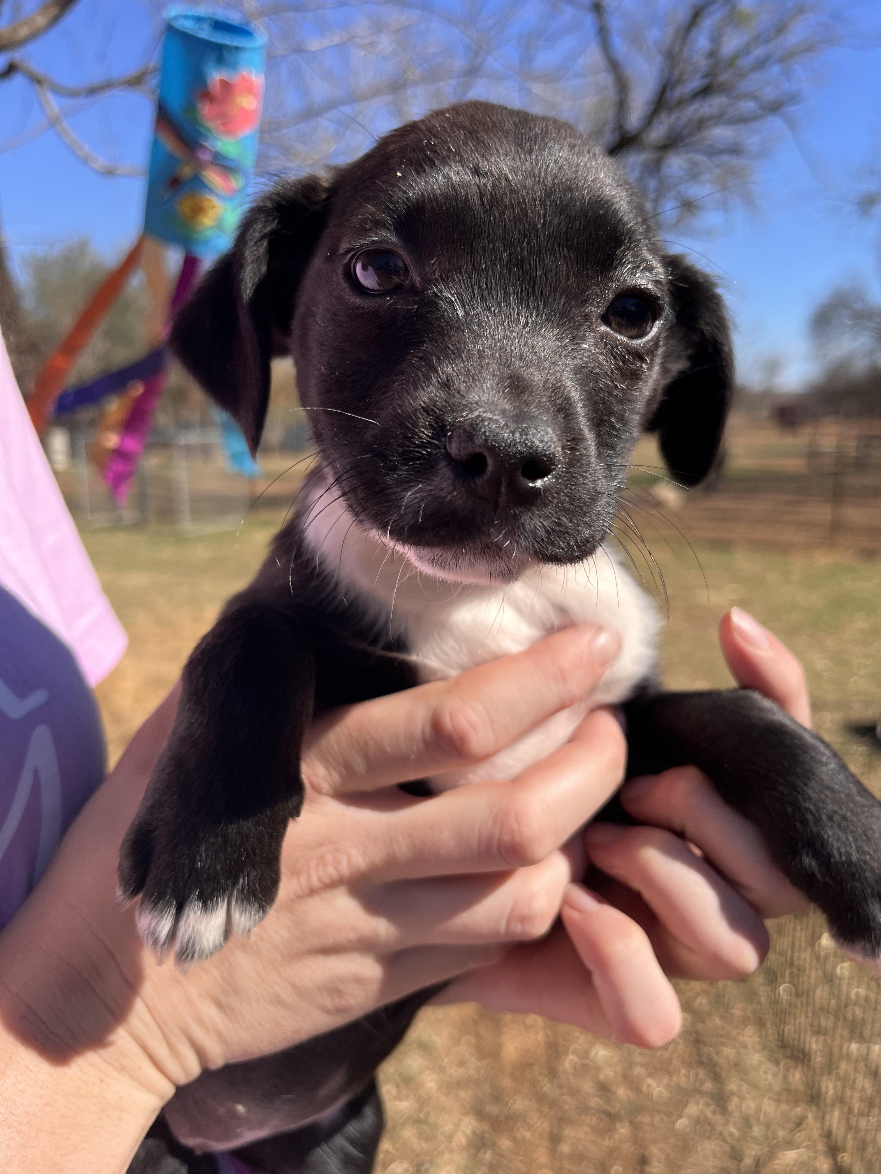 Enlarge Black Lab Puppies, an adopted mixed breed in Seguin, TX image 1/6