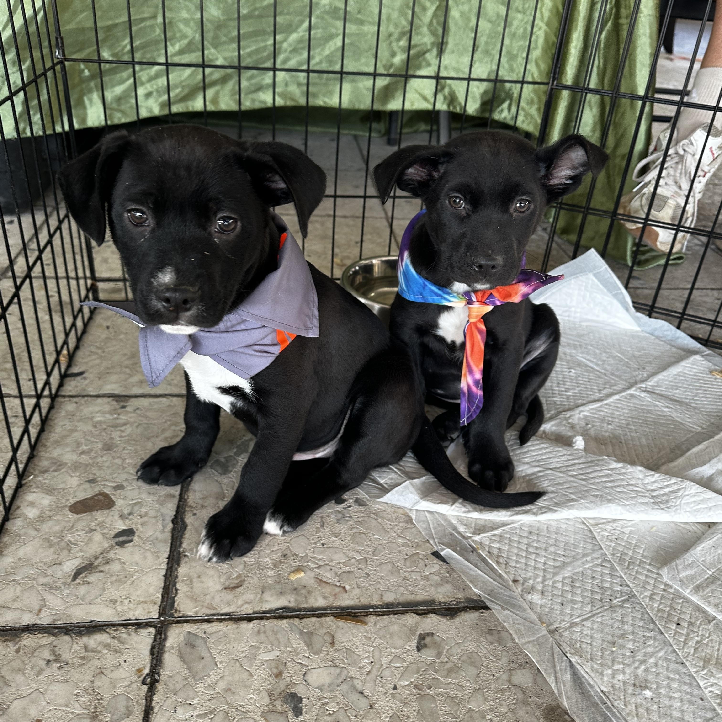 Enlarge Black Lab Puppies, an adopted mixed breed in Seguin, TX image 6/6