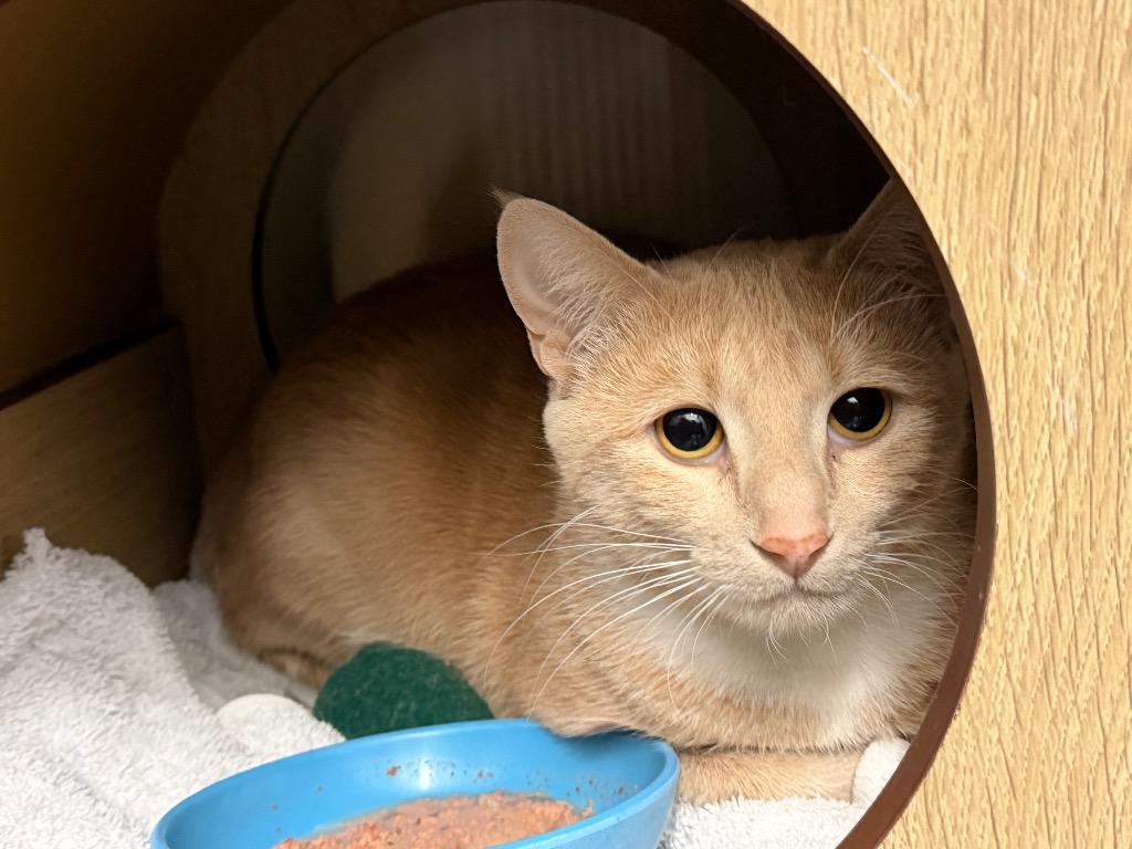 Enlarge Simba, a Adoptable mixed breed in Yellowknife, NT image 1/1